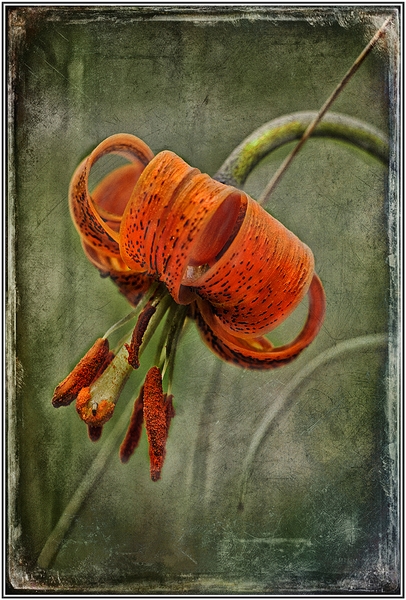 388 - FLOWERS N. 3 - SEMIGLIA ANTONIO - italy.jpg